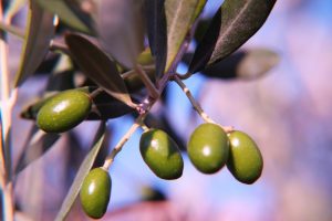 Lee más sobre el artículo Deretil Nature presenta un nuevo Ácido Oleanólico procedente de la hoja del olivo