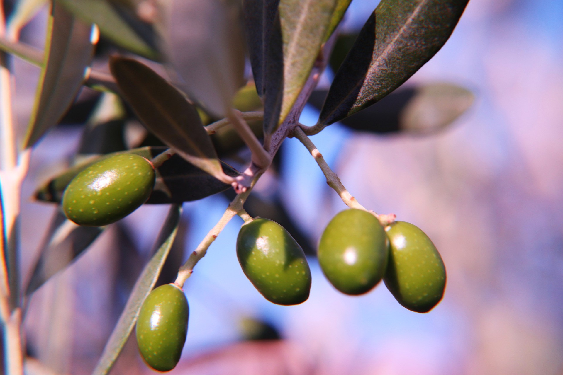 En este momento estás viendo Deretil Nature presenta un nuevo Ácido Oleanólico procedente de la hoja del olivo