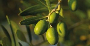 Read more about the article MEDITEANOX®: OLIVE EXTRACT