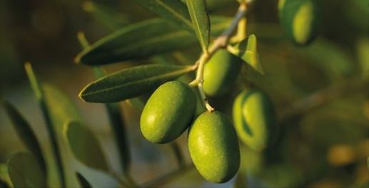 You are currently viewing MEDITEANOX®: OLIVE EXTRACT
