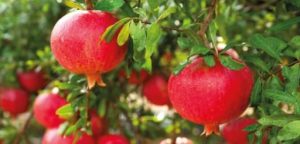 Read more about the article POMANOX®: POMEGRANATE EXTRACT