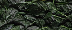 Read more about the article SPISAR®: SPINACH EXTRACT