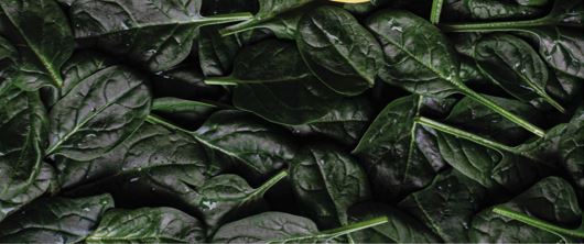 You are currently viewing SPISAR®: SPINACH EXTRACT